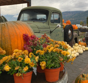 Things to do in the Shuswap - Fall Edition